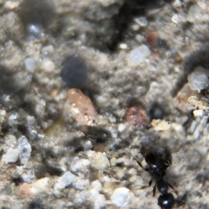 Pheidole sp. (genus) at Aranda, ACT - 16 Mar 2020