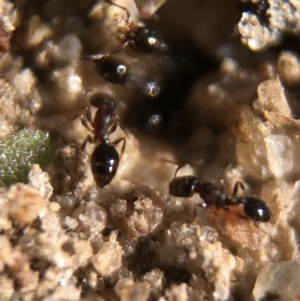 Monomorium sp. (genus) at Aranda, ACT - 16 Mar 2020