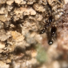 Monomorium sp. (genus) at Aranda, ACT - 16 Mar 2020