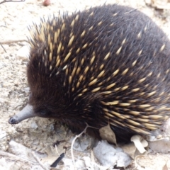 Tachyglossus aculeatus (Short-beaked Echidna) at Black Range, NSW - 16 Mar 2020 by MatthewHiggins