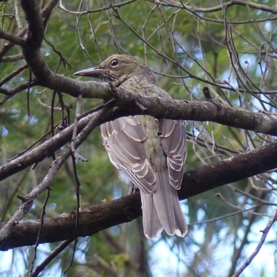 Oriolus sagittatus (Olive-backed Oriole) at Black Range, NSW - 16 Mar 2020 by MatthewHiggins