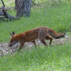 Vulpes vulpes (Red Fox) at Black Range, NSW - 16 Mar 2020 by MatthewHiggins