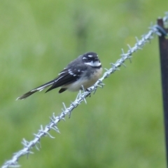 Rhipidura albiscapa (Grey Fantail) at Black Range, NSW - 16 Mar 2020 by MatthewHiggins