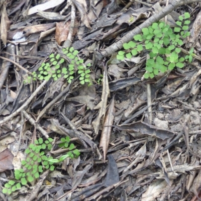 Adiantum aethiopicum (Common Maidenhair Fern) at Black Range, NSW - 16 Mar 2020 by MatthewHiggins