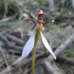 Eriochilus cucullatus (Parson's Bands) at Tuggeranong DC, ACT - 16 Mar 2020 by owenh
