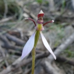 Eriochilus cucullatus (Parson's Bands) at Tuggeranong DC, ACT - 16 Mar 2020 by Owen