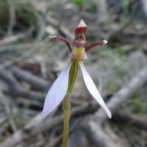 Eriochilus cucullatus at Tuggeranong DC, ACT - 16 Mar 2020