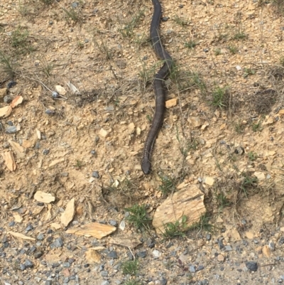 Notechis scutatus (Tiger Snake) at Wamboin, NSW - 11 Mar 2020 by davidmcdonald