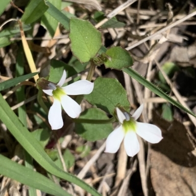 Lobelia purpurascens (White Root) at Black Range, NSW - 15 Mar 2020 by StephH