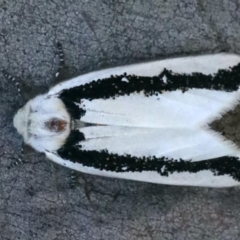 Oenosandra boisduvalii (Boisduval's Autumn Moth) at Majura, ACT - 16 Mar 2020 by jb2602