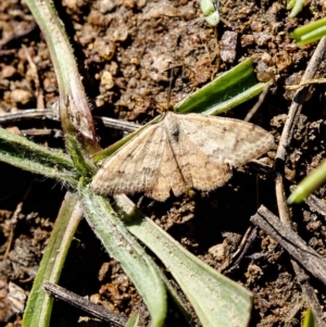 Scopula rubraria at Molonglo River Reserve - 16 Mar 2020 11:01 AM