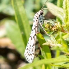 Utetheisa (genus) (A tiger moth) at Molonglo River Reserve - 15 Mar 2020 by Roger