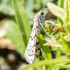 Utetheisa (genus) at Molonglo River Reserve - 16 Mar 2020