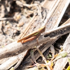 Schizobothrus flavovittatus (Disappearing Grasshopper) at Molonglo River Reserve - 16 Mar 2020 by Roger