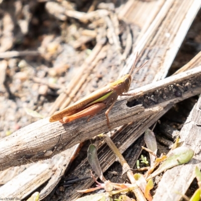 Schizobothrus flavovittatus (Disappearing Grasshopper) at Hawker, ACT - 16 Mar 2020 by Roger