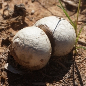 zz puffball at Yarralumla, ACT - 15 Mar 2020