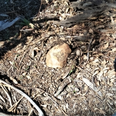 Unidentified Fungus at Canberra, ACT - 15 Mar 2020 by aliboogy