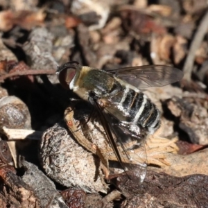 Villa sp. (genus) at Ainslie, ACT - 16 Mar 2020