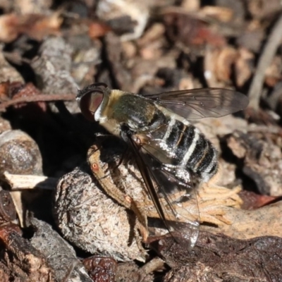 Villa sp. (genus) (Unidentified Villa bee fly) at Ainslie, ACT - 16 Mar 2020 by jb2602