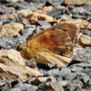 Heteronympha penelope at Paddys River, ACT - 16 Mar 2020