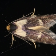 Palimmeces leucopelta (A concealer moth) at Ainslie, ACT - 15 Mar 2020 by jb2602