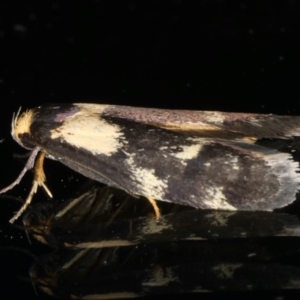 Palimmeces leucopelta at Ainslie, ACT - 15 Mar 2020