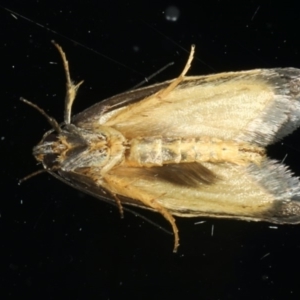 Palimmeces leucopelta at Ainslie, ACT - 15 Mar 2020