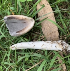 Unidentified Fungus at Quaama, NSW - 16 Mar 2020 by FionaG