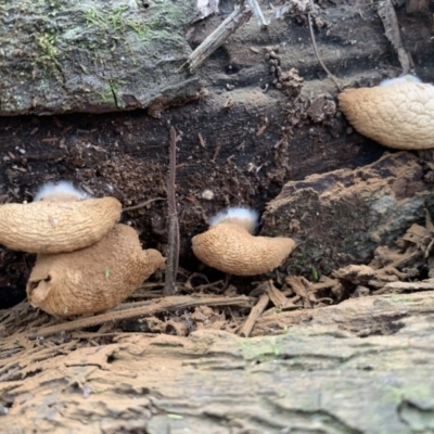 Crepidotus sp. (Crepidotus) at Quaama, NSW - 15 Mar 2020 by FionaG