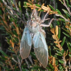 Tettigarcta crinita at Kosciuszko National Park, NSW - 11 Mar 2020