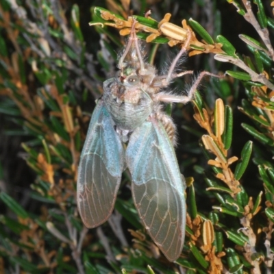 Tettigarcta crinita (Alpine Hairy Cicada) at Kosciuszko National Park, NSW - 11 Mar 2020 by Harrisi