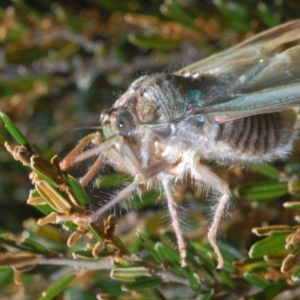 Tettigarcta crinita at Kosciuszko National Park, NSW - 11 Mar 2020