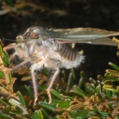 Tettigarcta crinita at Kosciuszko National Park, NSW - 11 Mar 2020