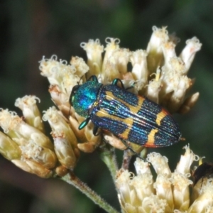 Castiarina flavoviridis at Kosciuszko National Park, NSW - 11 Mar 2020