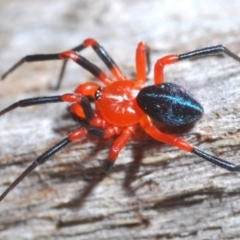 Nicodamidae (family) (Red and Black Spider) at Kosciuszko National Park - 11 Mar 2020 by Harrisi