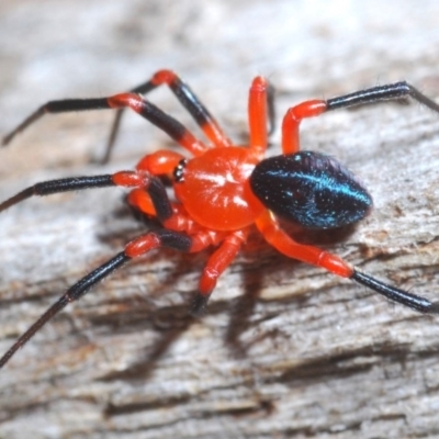 Nicodamidae (family) (Red and Black Spider) at Kosciuszko National Park, NSW - 11 Mar 2020 by Harrisi