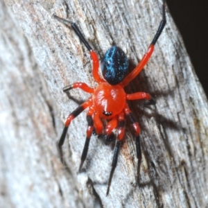 Nicodamidae (family) at Kosciuszko National Park, NSW - 11 Mar 2020 06:00 PM