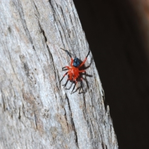 Nicodamidae (family) at Kosciuszko National Park, NSW - 11 Mar 2020 06:00 PM