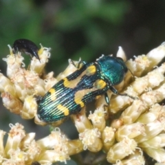 Castiarina flavopicta (Flavopicta jewel beetle) at Kosciuszko National Park - 11 Mar 2020 by Harrisi