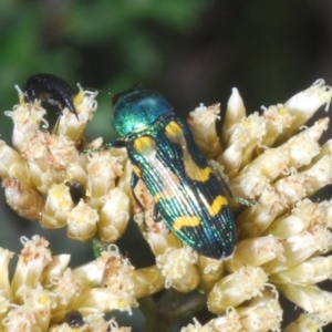 Castiarina flavopicta at Kosciuszko National Park, NSW - 11 Mar 2020 05:09 PM