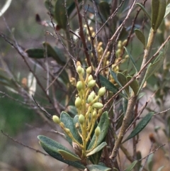 Bursaria spinosa (Native Blackthorn, Sweet Bursaria) at Stromlo, ACT - 11 Mar 2020 by JaneR
