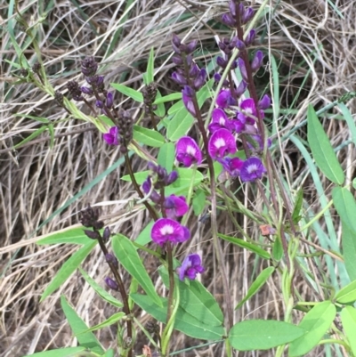Glycine tabacina (Variable Glycine) at Coree, ACT - 11 Mar 2020 by JaneR