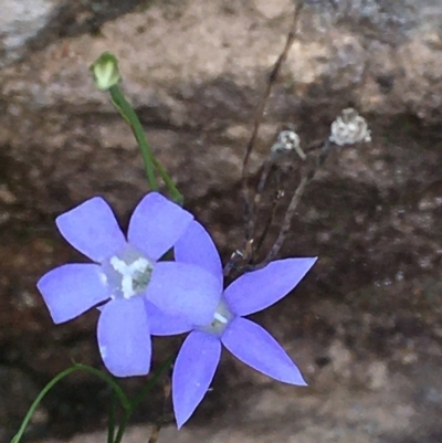 Wahlenbergia sp. (Bluebell) at Coree, ACT - 11 Mar 2020 by JaneR