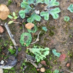 Riccia cartilaginosa (Liverwort) at Majura, ACT - 15 Mar 2020 by JaneR