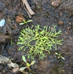 Riccia sp. (genus) (Liverwort) at Majura, ACT - 15 Mar 2020 by JaneR