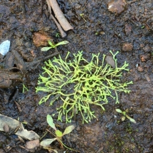 Riccia sp. (genus) at Majura, ACT - 15 Mar 2020