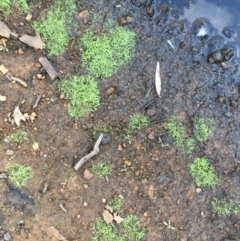 Riccia sp. (genus) at Majura, ACT - 15 Mar 2020