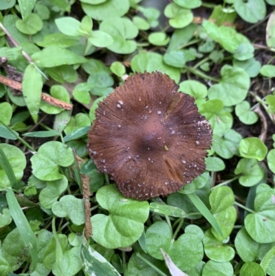 Inocybe sp. (Inocybe) at Quaama, NSW - 16 Mar 2020 by FionaG