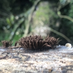 Stemonitis sp. (genus) (A slime mould) at Wattamolla, NSW - 16 Mar 2020 by WattaWanderer