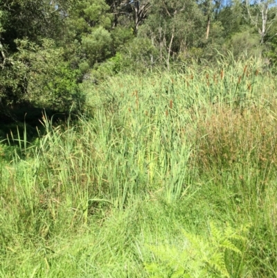 Typha orientalis (Broad-leaved Cumbumgi) at Bundanoon - 13 Mar 2020 by KarenG